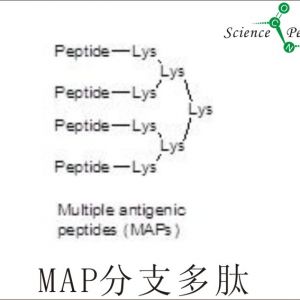 分支肽|多肽序列分支修饰|MAP peptide