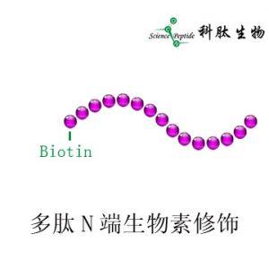 生物素多肽|多肽生物素修饰|Biotin peptide