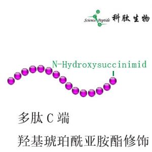 羟基琥珀酰亚胺酯多肽|多肽上羟基琥珀酰亚胺酯修饰|N-Hydroxysuccinimid ester