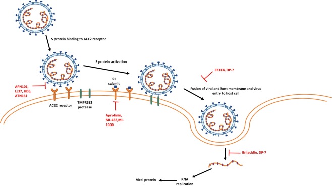 抗菌肽新冠病毒的作用机制